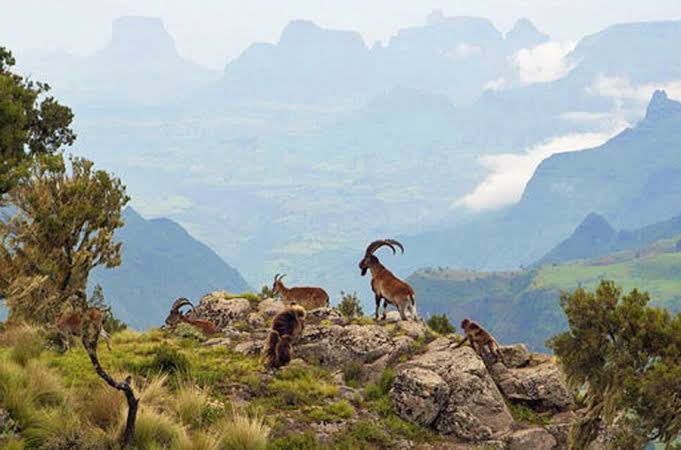 Simien Mountains Trek